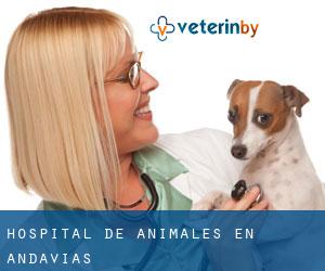 Hospital de animales en Andavías