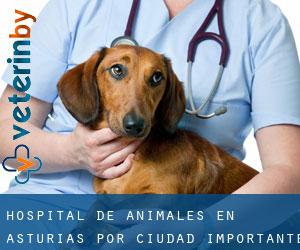 Hospital de animales en Asturias por ciudad importante - página 1 (Provincia)