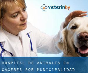 Hospital de animales en Cáceres por municipalidad - página 1