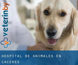 Hospital de animales en Cáceres