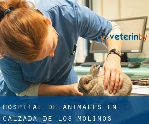 Hospital de animales en Calzada de los Molinos