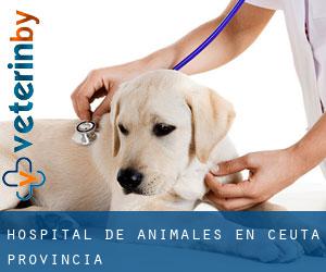 Hospital de animales en Ceuta (Provincia)