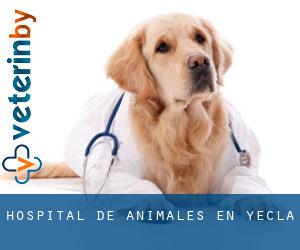 Hospital de animales en Yecla