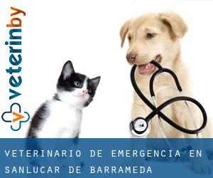 Veterinario de emergencia en Sanlúcar de Barrameda (Andalucía)