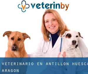 veterinario en Antillón (Huesca, Aragón)