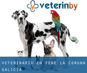 veterinario en Fene (La Coruña, Galicia)