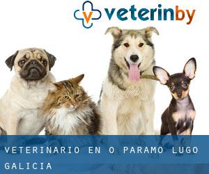 veterinario en O Páramo (Lugo, Galicia)
