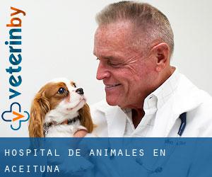 Hospital de animales en Aceituna