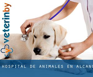 Hospital de animales en Alcanó
