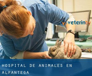 Hospital de animales en Alfántega