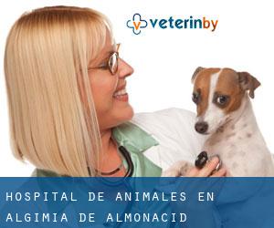 Hospital de animales en Algimia de Almonacid