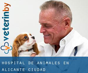 Hospital de animales en Alicante (Ciudad)