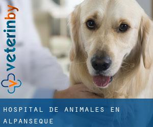 Hospital de animales en Alpanseque
