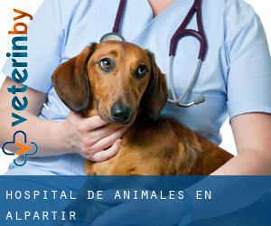 Hospital de animales en Alpartir