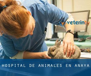 Hospital de animales en Anaya