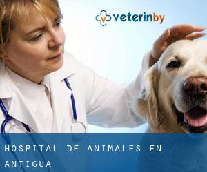 Hospital de animales en Antigua