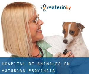 Hospital de animales en Asturias (Provincia)