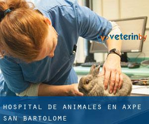 Hospital de animales en Axpe-San Bartolome