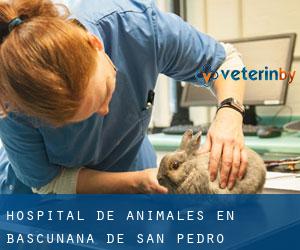 Hospital de animales en Bascuñana de San Pedro