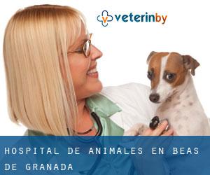Hospital de animales en Beas de Granada Hospital de animales en Beas de Granada
