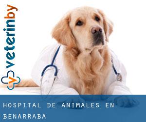 Hospital de animales en Benarrabá