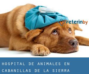 Hospital de animales en Cabanillas de la Sierra