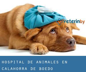 Hospital de animales en Calahorra de Boedo