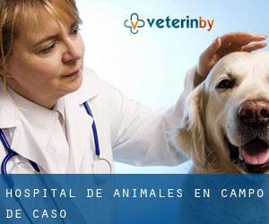 Hospital de animales en Campo de Caso