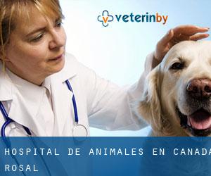 Hospital de animales en Cañada Rosal