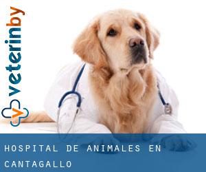 Hospital de animales en Cantagallo
