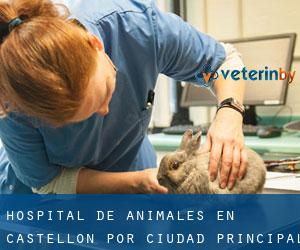 Hospital de animales en Castellón por ciudad principal - página 1