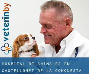 Hospital de animales en Castellonet de la Conquesta