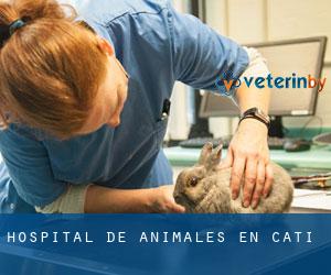 Hospital de animales en Catí