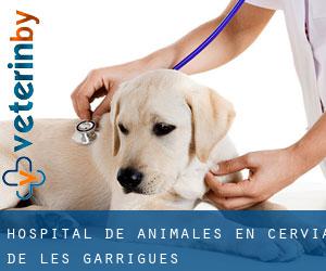 Hospital de animales en Cervià de les Garrigues