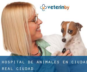 Hospital de animales en Ciudad Real (Ciudad)