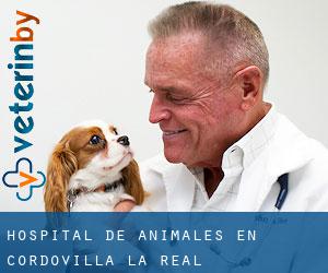 Hospital de animales en Cordovilla la Real