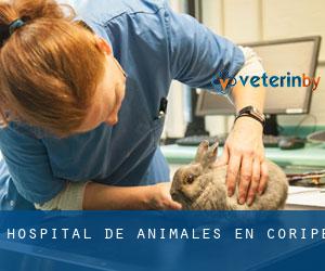 Hospital de animales en Coripe
