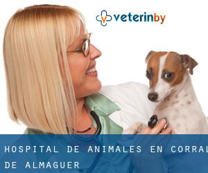 Hospital de animales en Corral de Almaguer
