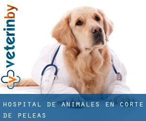 Hospital de animales en Corte de Peleas Hospital de animales en Corte de Peleas