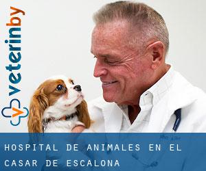 Hospital de animales en El Casar de Escalona