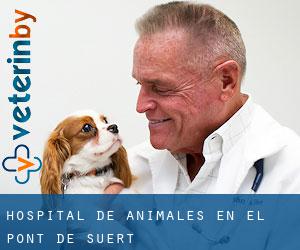 Hospital de animales en el Pont de Suert