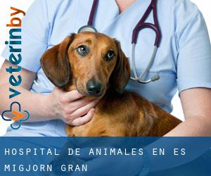 Hospital de animales en es Migjorn Gran