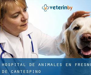 Hospital de animales en Fresno de Cantespino
