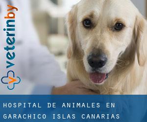Hospital de animales en Garachico (Islas Canarias)