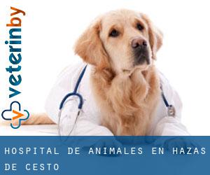 Hospital de animales en Hazas de Cesto