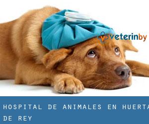 Hospital de animales en Huerta de Rey