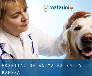 Hospital de animales en La Bañeza