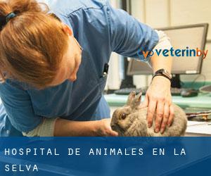 Hospital de animales en La Selva