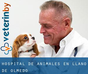 Hospital de animales en Llano de Olmedo