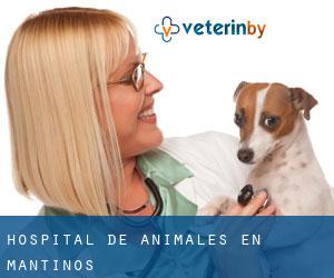 Hospital de animales en Mantinos